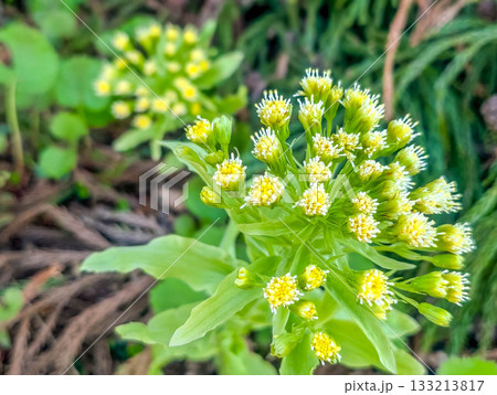 白昼の花火~ふきのとう~ 白昼の花火~ふきのとう~ 133213817