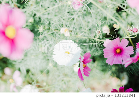 伊射波神社の鳥居 伊射波神社の鳥居 133213841