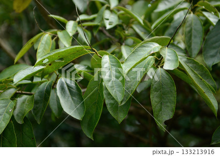 Ehretia acuminata var. obovata is a deciduous tree with pointed serrated leaves, white summer flowers, and yellow autumn fruit growing in Korean forests. Photographed in Korea. 133213916