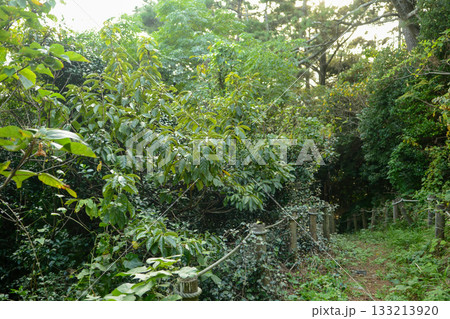 Ehretia acuminata var. obovata is a deciduous tree with pointed serrated leaves, white summer flowers, and yellow autumn fruit growing in Korean forests. Photographed in Korea. 133213920