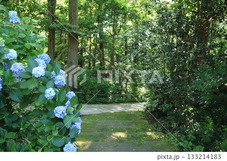 鎌倉の妙本寺にて、日差しの当たるあじさいが咲く参道の風景 鎌倉の妙本寺にて、日差しの当たるあじさいが咲く参道の風景 133214183