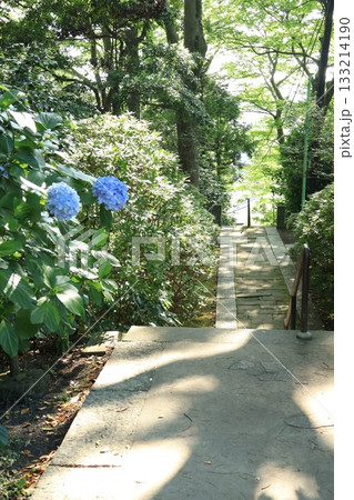 鎌倉の妙本寺にて、日差しの当たるあじさいが咲く参道の風景 133214190