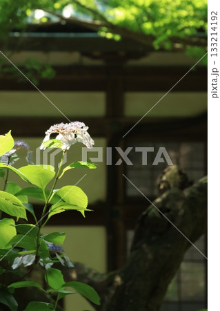 鎌倉の妙本寺にて、日差しの当たるあじさいが咲く参道の風景 鎌倉の妙本寺にて、日差しの当たるあじさいが咲く参道の風景 133214192