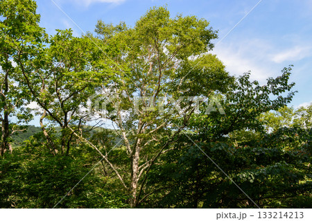 Betula costata is a tall deciduous birch tree with deeply grooved yellow to reddish-brown bark, green summer leaves that turn golden in autumn, and dense hardwood. Photographed in Korea. 133214213