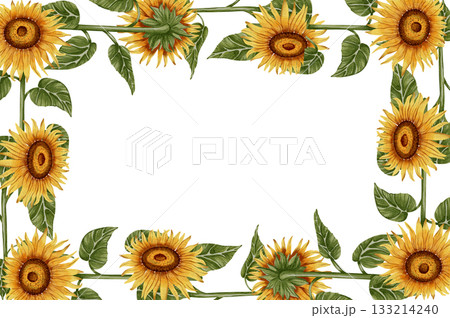 Hand-painted watercolor frame of sunflowers. Perfect for invitations, seasonal greeting cards, wedding designs, and rustic decor. Suitable for menus and packaging designs. 133214240