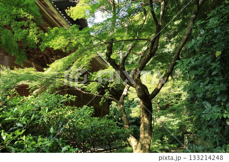 樹木に囲まれた夏の鎌倉の妙本寺の境内の風景 133214248