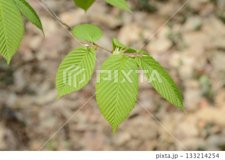 Carpinus cordata is a deciduous hornbeam tree with heart-based parallel-veined leaves, smooth gray bark, and catkins on the same tree, growing in Korean forests. Photographed in Korea. Carpinus cordata is a deciduous hornbeam tree with heart-based parallel-veined leaves, smooth gray bark, and catkins on the same tree, growing in Korean forests. Photographed in Korea. 133214254