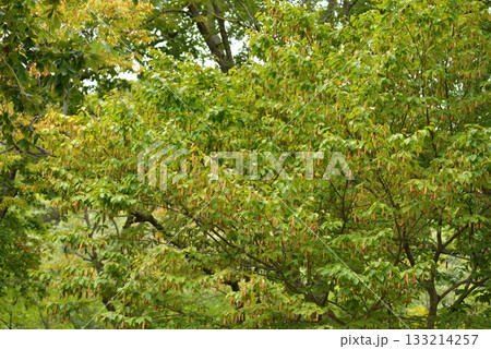 Carpinus cordata is a deciduous hornbeam tree with heart-based parallel-veined leaves, smooth gray bark, and catkins on the same tree, growing in Korean forests. Photographed in Korea. Carpinus cordata is a deciduous hornbeam tree with heart-based parallel-veined leaves, smooth gray bark, and catkins on the same tree, growing in Korean forests. Photographed in Korea. 133214257