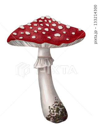 Watercolor illustration of red fly agarics. Mushrooms. Autumn. Children's illustration. Suitable for books, packaging, and postcards. 133214300
