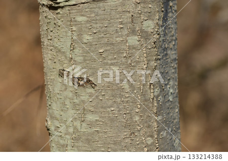 Alnus hirsuta, also known as Alnus sibirica, is a deciduous alder tree with gray hairy leaf undersides and shallowly lobed margins, growing along cool Korean mountain valleys. Photographed in Korea. 133214388