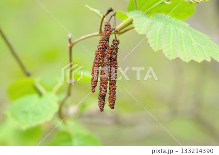 Alnus hirsuta, also known as Alnus sibirica, is a deciduous alder tree with gray hairy leaf undersides and shallowly lobed margins, growing along cool Korean mountain valleys. Photographed in Korea. 133214390
