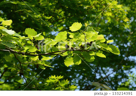 Alnus hirsuta, also known as Alnus sibirica, is a deciduous alder tree with gray hairy leaf undersides and shallowly lobed margins, growing along cool Korean mountain valleys. Photographed in Korea. Alnus hirsuta, also known as Alnus sibirica, is a deciduous alder tree with gray hairy leaf undersides and shallowly lobed margins, growing along cool Korean mountain valleys. Photographed in Korea. 133214391