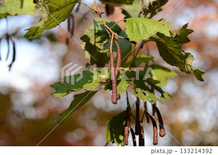 Alnus hirsuta, also known as Alnus sibirica, is a deciduous alder tree with gray hairy leaf undersides and shallowly lobed margins, growing along cool Korean mountain valleys. Photographed in Korea. Alnus hirsuta, also known as Alnus sibirica, is a deciduous alder tree with gray hairy leaf undersides and shallowly lobed margins, growing along cool Korean mountain valleys. Photographed in Korea. 133214392