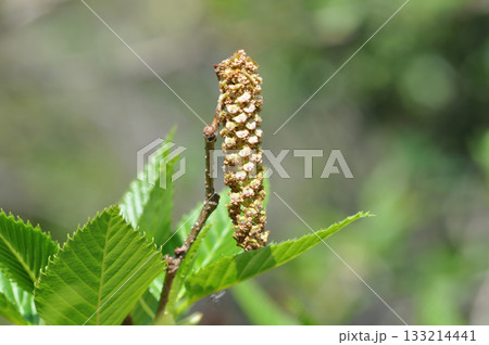 Alnus firma is a deciduous alder tree with narrow ovate leaves, serrated margins, and winged catkin fruits that ripen in autumn, thriving on Korean mountain slopes and river edges. Alnus firma is a deciduous alder tree with narrow ovate leaves, serrated margins, and winged catkin fruits that ripen in autumn, thriving on Korean mountain slopes and river edges. 133214441