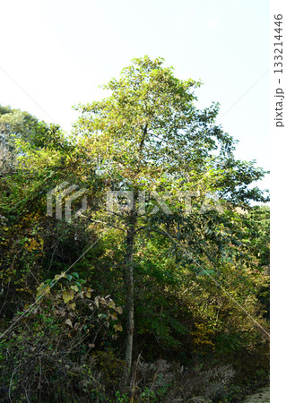 Alnus firma is a deciduous alder tree with narrow ovate leaves, serrated margins, and winged catkin fruits that ripen in autumn, thriving on Korean mountain slopes and river edges.  133214446