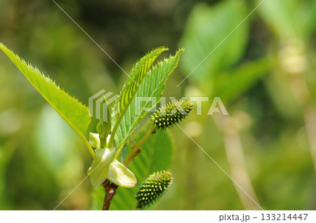 Alnus firma is a deciduous alder tree with narrow ovate leaves, serrated margins, and winged catkin fruits that ripen in autumn, thriving on Korean mountain slopes and river edges. Alnus firma is a deciduous alder tree with narrow ovate leaves, serrated margins, and winged catkin fruits that ripen in autumn, thriving on Korean mountain slopes and river edges. 133214447
