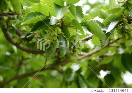Carpinus turczaninowii is a medium deciduous hornbeam tree with serrated oval leaves, finely cracked gray bark, and dense curved branches, commonly grown in Korean forests and gardens. Carpinus turczaninowii is a medium deciduous hornbeam tree with serrated oval leaves, finely cracked gray bark, and dense curved branches, commonly grown in Korean forests and gardens. 133214641