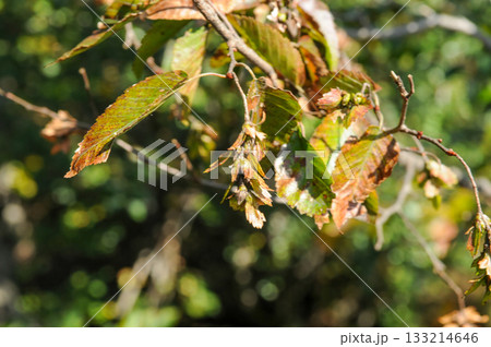Carpinus turczaninowii is a medium deciduous hornbeam tree with serrated oval leaves, finely cracked gray bark, and dense curved branches, commonly grown in Korean forests and gardens. Carpinus turczaninowii is a medium deciduous hornbeam tree with serrated oval leaves, finely cracked gray bark, and dense curved branches, commonly grown in Korean forests and gardens. 133214646