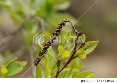 Alnus japonica, deciduous alder tree with glossy serrated leaves and winged autumn nuts. Photographed in Korea. Alnus japonica, deciduous alder tree with glossy serrated leaves and winged autumn nuts. Photographed in Korea. 133214658