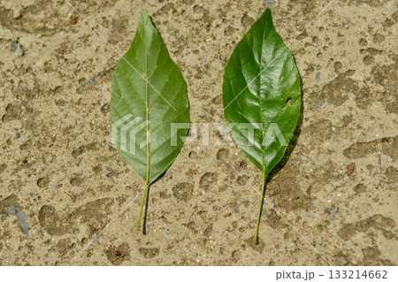 Alnus japonica, deciduous alder tree with glossy serrated leaves and winged autumn nuts. Photographed in Korea. Alnus japonica, deciduous alder tree with glossy serrated leaves and winged autumn nuts. Photographed in Korea. 133214662