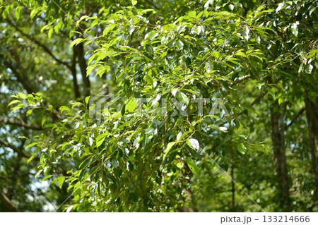 Alnus japonica, deciduous alder tree with glossy serrated leaves and winged autumn nuts. Photographed in Korea. 133214666