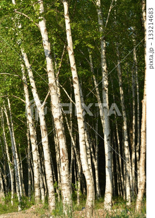 Betula platyphylla is a deciduous white birch tree with peeling white bark, serrated oval leaves, and winged autumn seeds, growing in cool Korean mountain forests. Photographed in Korea. 133214683