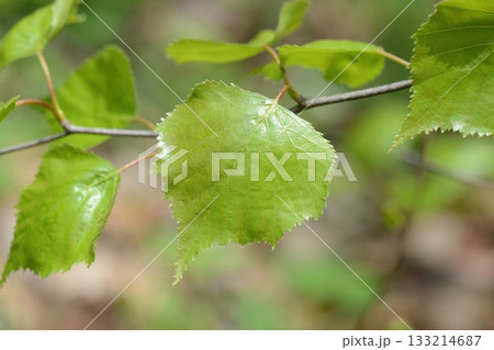 Betula platyphylla is a deciduous white birch tree with peeling white bark, serrated oval leaves, and winged autumn seeds, growing in cool Korean mountain forests. Photographed in Korea. Betula platyphylla is a deciduous white birch tree with peeling white bark, serrated oval leaves, and winged autumn seeds, growing in cool Korean mountain forests. Photographed in Korea. 133214687