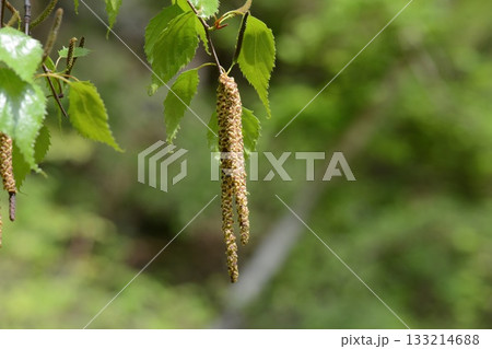 Betula platyphylla is a deciduous white birch tree with peeling white bark, serrated oval leaves, and winged autumn seeds, growing in cool Korean mountain forests. Photographed in Korea. 133214688