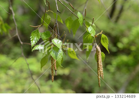 Betula platyphylla is a deciduous white birch tree with peeling white bark, serrated oval leaves, and winged autumn seeds, growing in cool Korean mountain forests. Photographed in Korea. Betula platyphylla is a deciduous white birch tree with peeling white bark, serrated oval leaves, and winged autumn seeds, growing in cool Korean mountain forests. Photographed in Korea. 133214689