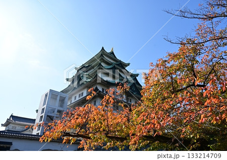 桜の紅葉と天守閣（名古屋城） 133214709