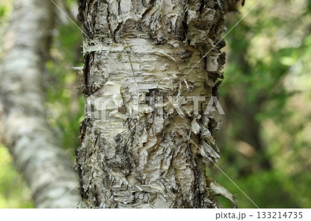 Betula ermanii is an alpine birch with peeling white bark, sharp triangular leaves, and horizontal lenticels, growing on high Korean mountain slopes. Photographed in Korea. Betula ermanii is an alpine birch with peeling white bark, sharp triangular leaves, and horizontal lenticels, growing on high Korean mountain slopes. Photographed in Korea. 133214735