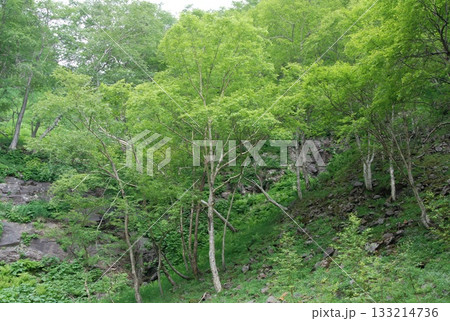 Betula ermanii is an alpine birch with peeling white bark, sharp triangular leaves, and horizontal lenticels, growing on high Korean mountain slopes. Photographed in Korea. Betula ermanii is an alpine birch with peeling white bark, sharp triangular leaves, and horizontal lenticels, growing on high Korean mountain slopes. Photographed in Korea. 133214736