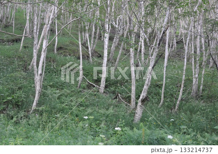 Betula ermanii is an alpine birch with peeling white bark, sharp triangular leaves, and horizontal lenticels, growing on high Korean mountain slopes. Photographed in Korea. 133214737
