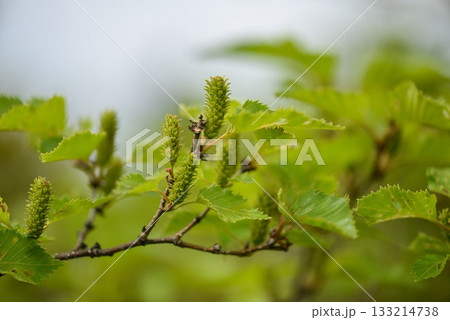 Betula ermanii is an alpine birch with peeling white bark, sharp triangular leaves, and horizontal lenticels, growing on high Korean mountain slopes. Photographed in Korea. Betula ermanii is an alpine birch with peeling white bark, sharp triangular leaves, and horizontal lenticels, growing on high Korean mountain slopes. Photographed in Korea. 133214738