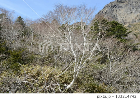 Betula ermanii is an alpine birch with peeling white bark, sharp triangular leaves, and horizontal lenticels, growing on high Korean mountain slopes. Photographed in Korea. Betula ermanii is an alpine birch with peeling white bark, sharp triangular leaves, and horizontal lenticels, growing on high Korean mountain slopes. Photographed in Korea. 133214742