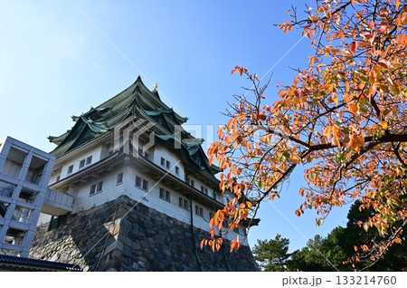 ソメイヨシノの紅葉と天守閣（名古屋城） 133214760
