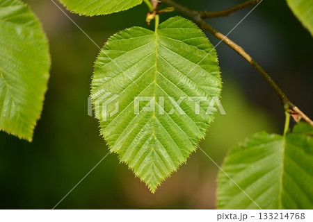 Alnus maximowiczii, mountain alder with heart-shaped leaves and clustered cone-like fruits. Photographed in Korea. 133214768