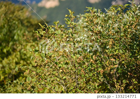 Alnus maximowiczii, mountain alder with heart-shaped leaves and clustered cone-like fruits. Photographed in Korea. Alnus maximowiczii, mountain alder with heart-shaped leaves and clustered cone-like fruits. Photographed in Korea. 133214771