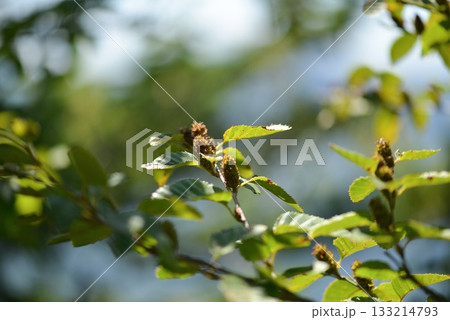 Betula chinensis is a deciduous birch with gray bark, hairy young twigs, and small serrated leaves, growing in rocky Korean mountain slopes around 10m tall. Photographed in Korea. 133214793