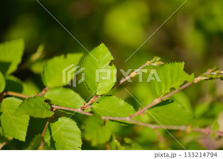 Betula chinensis is a deciduous birch with gray bark, hairy young twigs, and small serrated leaves, growing in rocky Korean mountain slopes around 10m tall. Photographed in Korea. 133214794