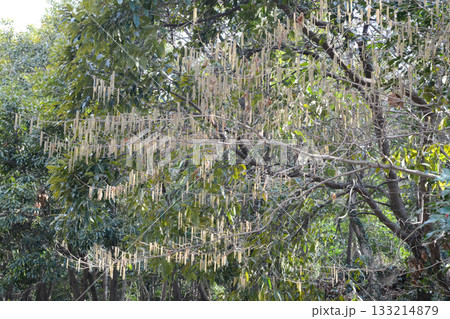 Corylus sieboldiana, Japanese hazel shrub with gray bark and soft hairy twigs from Korean mountain slopes. Photographed in Korea. 133214879