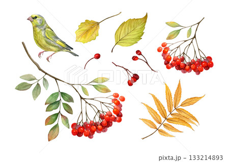 Watercolor set of autumn leaves, rowan branches, berries and greenfinch. Good for postcards, invitations, greeting cards, wallpaper and textiles Watercolor set of autumn leaves, rowan branches, berries and greenfinch. Good for postcards, invitations, greeting cards, wallpaper and textiles 133214893