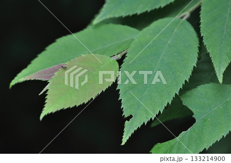 Ostrya japonica, hop hornbeam tree with drooping hop-like fruit clusters growing in Korean forests. Photographed in Korea. 133214900