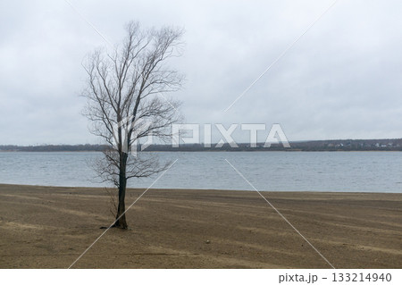 Lonely tree on the bank of the river in cloudy weather Lonely tree on the bank of the river in cloudy weather 133214940