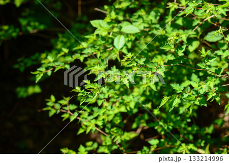 Stephanandra incisa, cutleaf shrub with arching branches and serrated leaves growing in Korean forest slopes. Photographed in Korea. 133214996