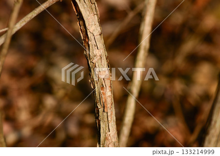 Stephanandra incisa, cutleaf shrub with arching branches and serrated leaves growing in Korean forest slopes. Photographed in Korea. 133214999