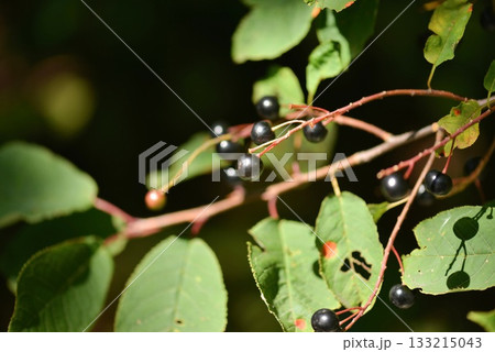 Prunus padus is a deciduous Rosaceae tree with white fragrant raceme flowers, serrated oval leaves, and dark drupes, commonly found in moist Korean woodland. Photographed in Korea. Prunus padus is a deciduous Rosaceae tree with white fragrant raceme flowers, serrated oval leaves, and dark drupes, commonly found in moist Korean woodland. Photographed in Korea. 133215043