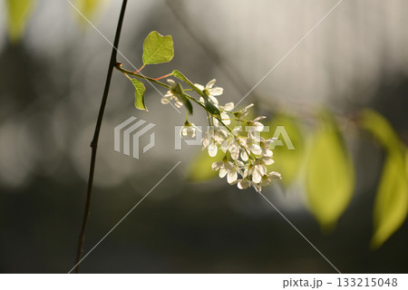 Prunus padus is a deciduous Rosaceae tree with white fragrant raceme flowers, serrated oval leaves, and dark drupes, commonly found in moist Korean woodland. Photographed in Korea. 133215048