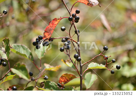 Prunus padus is a deciduous Rosaceae tree with white fragrant raceme flowers, serrated oval leaves, and dark drupes, commonly found in moist Korean woodland. Photographed in Korea. 133215052