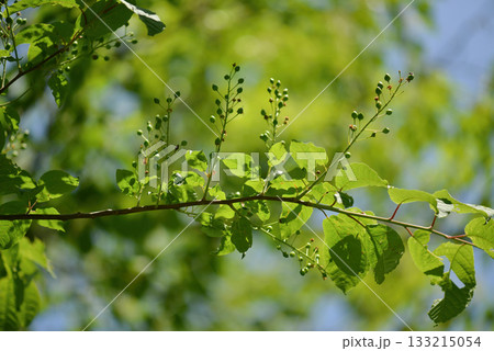 Prunus padus is a deciduous Rosaceae tree with white fragrant raceme flowers, serrated oval leaves, and dark drupes, commonly found in moist Korean woodland. Photographed in Korea. Prunus padus is a deciduous Rosaceae tree with white fragrant raceme flowers, serrated oval leaves, and dark drupes, commonly found in moist Korean woodland. Photographed in Korea. 133215054